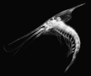 Gnathophausia_zoea copy