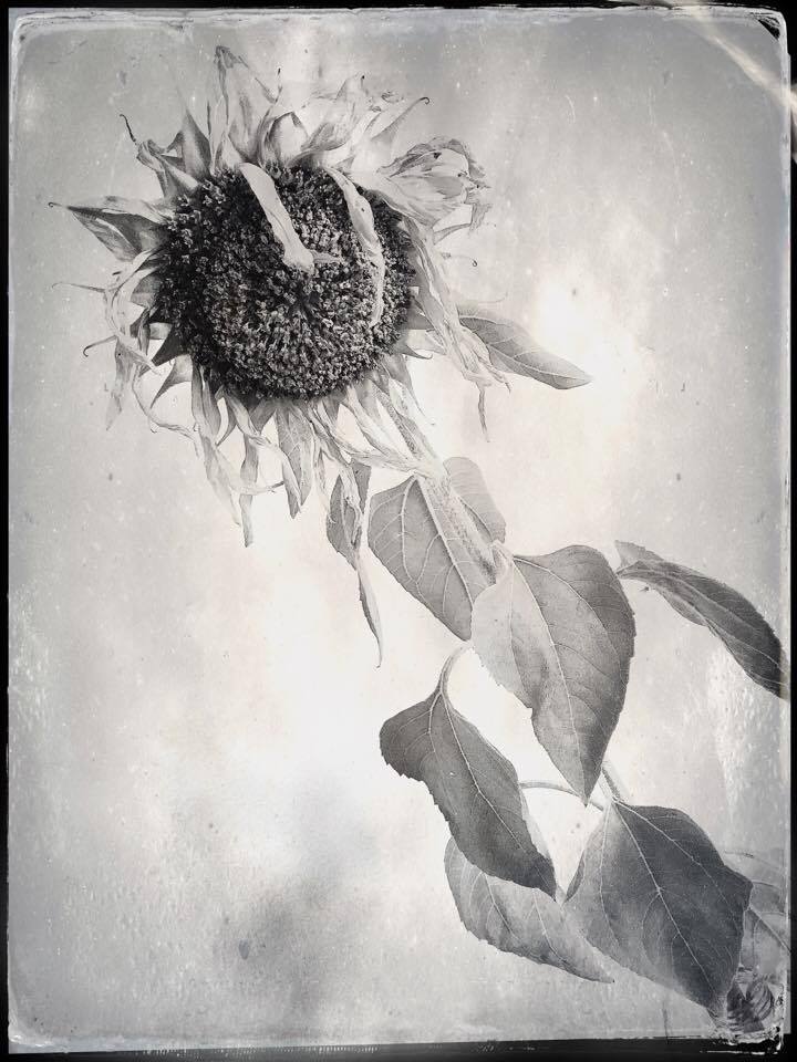 14169632_10208369740379983_254774693_n