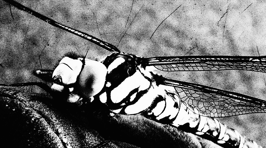 Photo 2012-08-28 17 45 45 copy